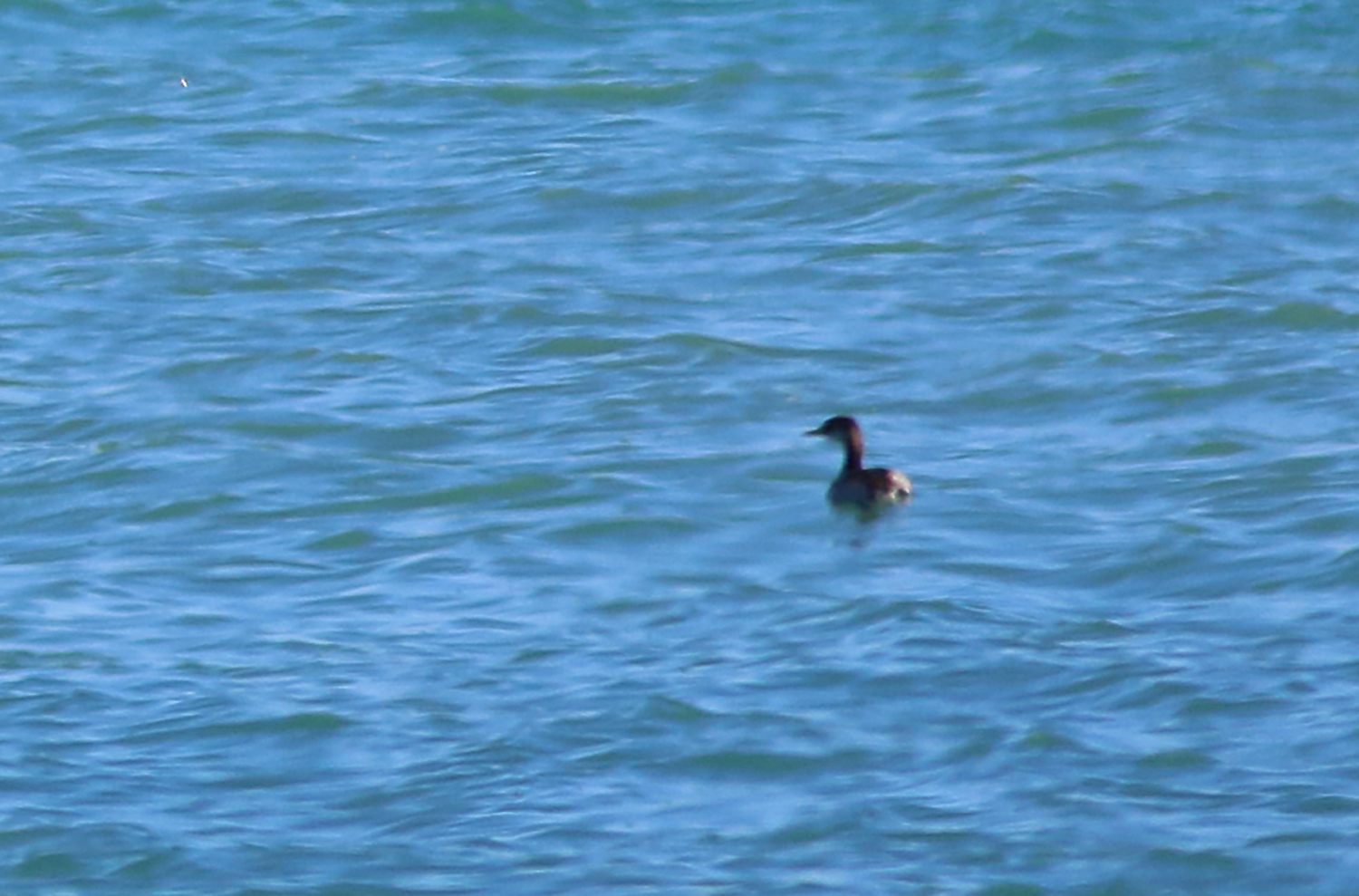 Red-necked Grebe